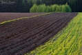 055_Biebrza - kwiecien 2012